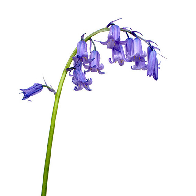 Bluebells