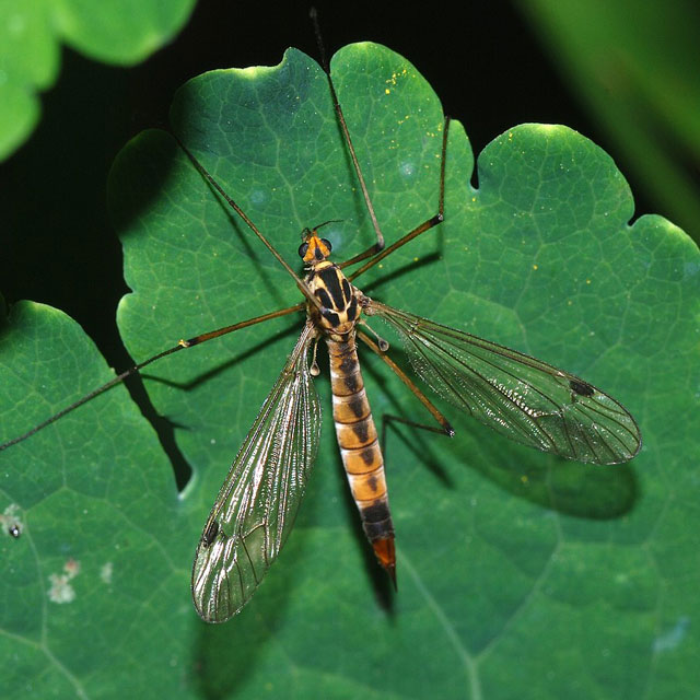 Craneflies