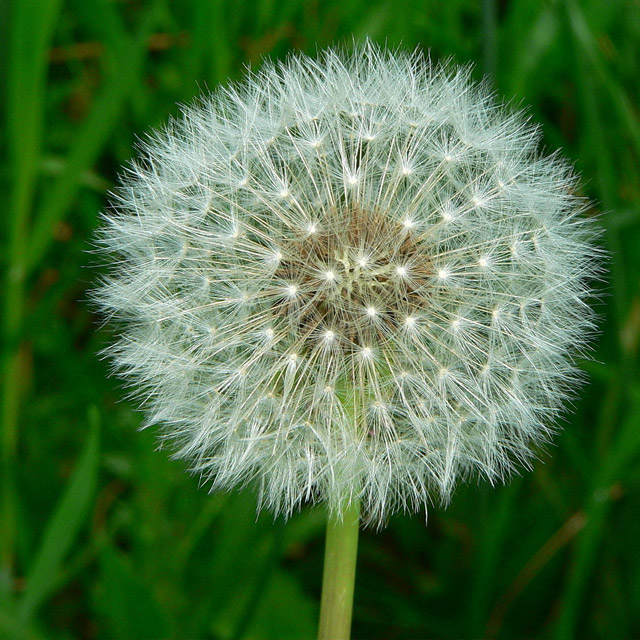 Dandelions