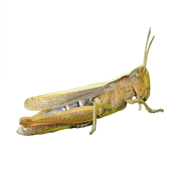 Grasshoppers and Crickets