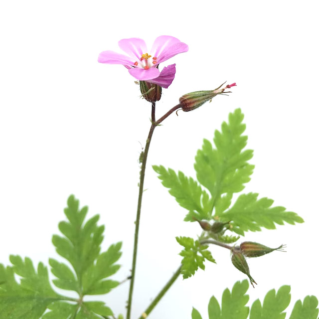 Herb Robert