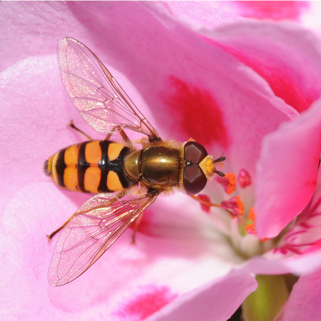 Hoverflies