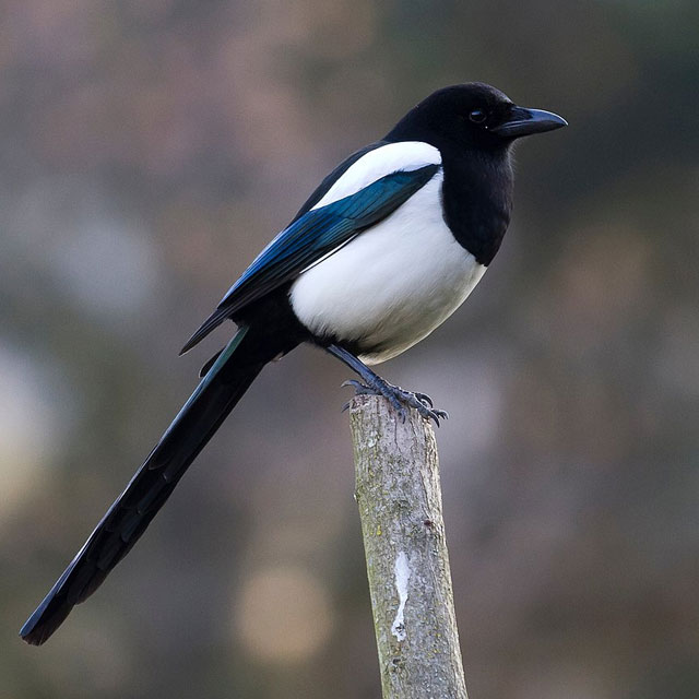 Magpie