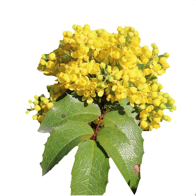 Mahonia