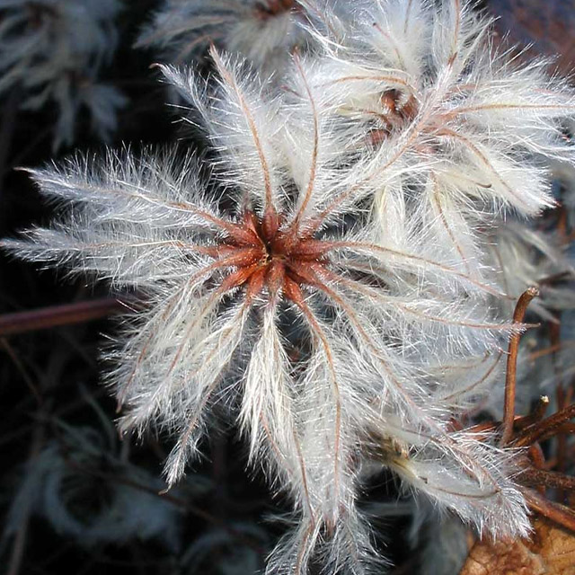 Old Mans Beard (Clematis Vitalba)