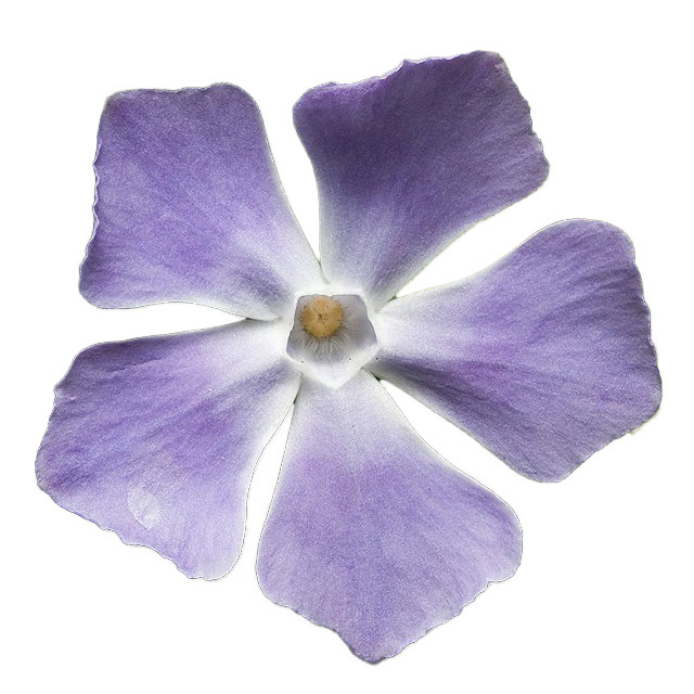 Verbinca or Periwinkle