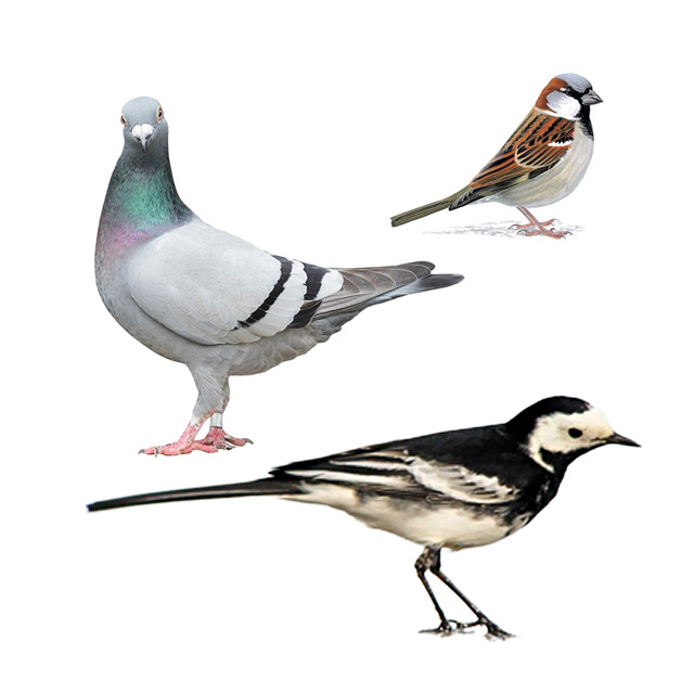 Sparrows, Pigeons & Pied Wagtail