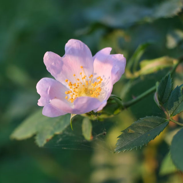 Dog Rose