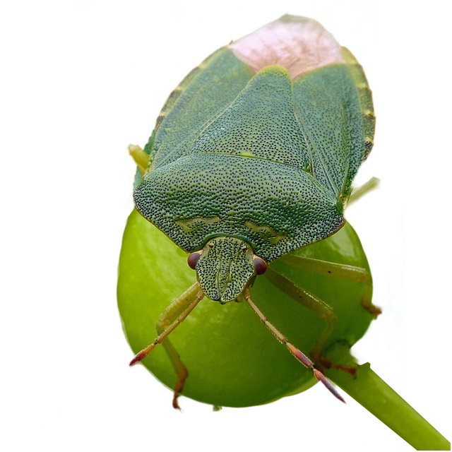 Shield Bugs