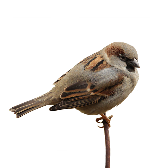 Sparrows and Small Garden Birds