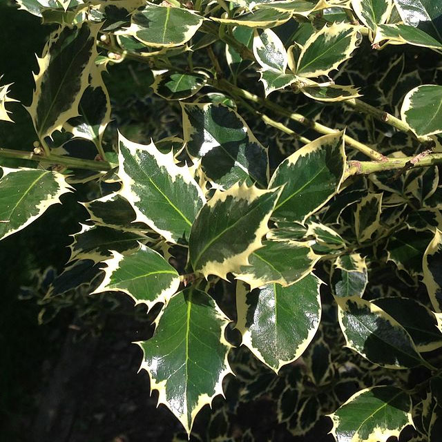 Variegated Holly