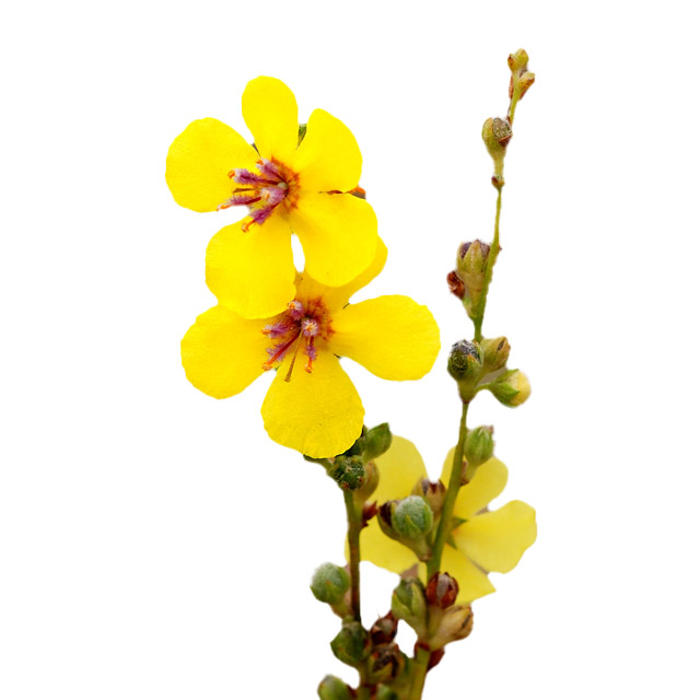 Verbascum