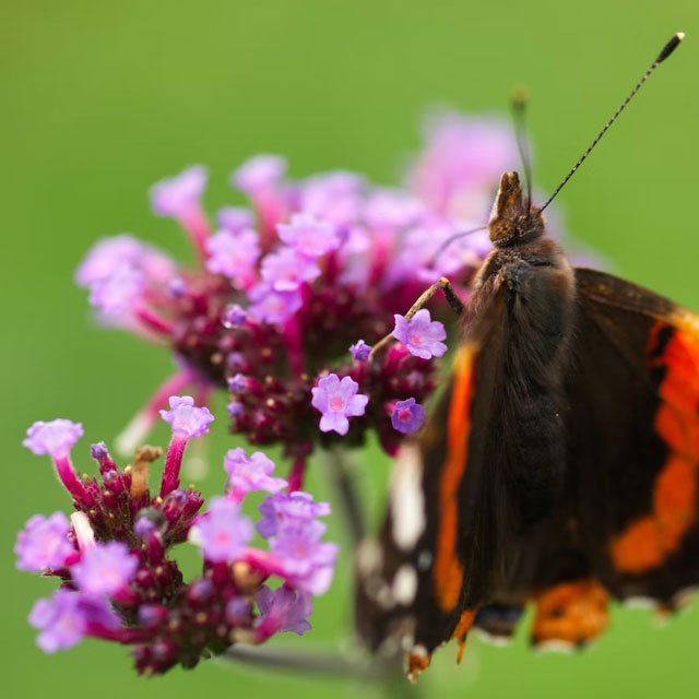 Verbena