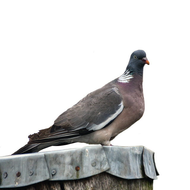 Woodpigeon