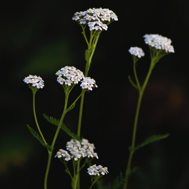 Yarrow